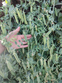 A farmer gently harvesting moringa pods under soft sunlight in a lush field.