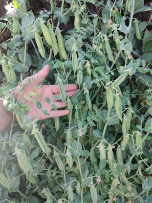 Close-up of hands gently harvesting fresh, dewy greens at dawn.