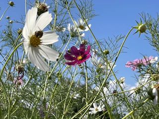 A vibrant garden with colorful wildflowers attracting bees and butterflies under a clear blue sky.