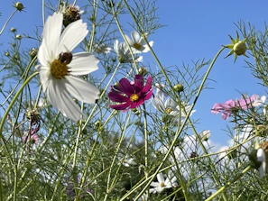 A patch of native wildflowers buzzing with bees and butterflies under a clear sky.