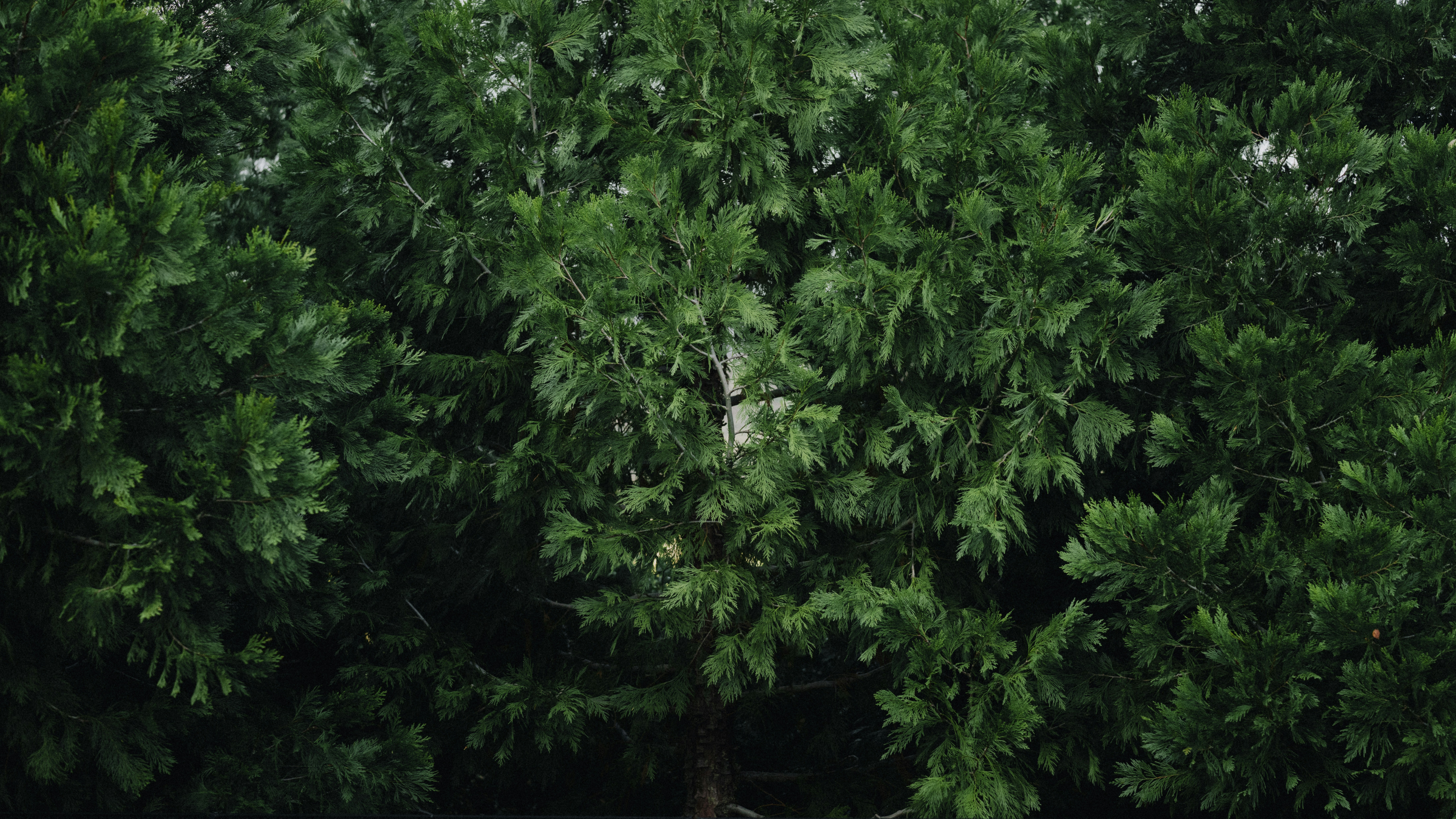 a large green tree sitting next to a lush green forest
