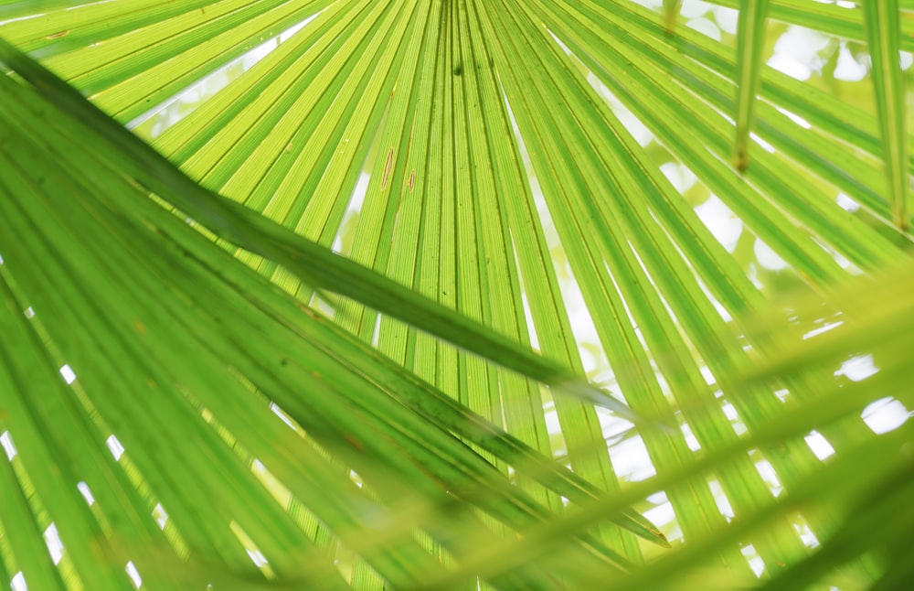 a close up view of a green palm leaf