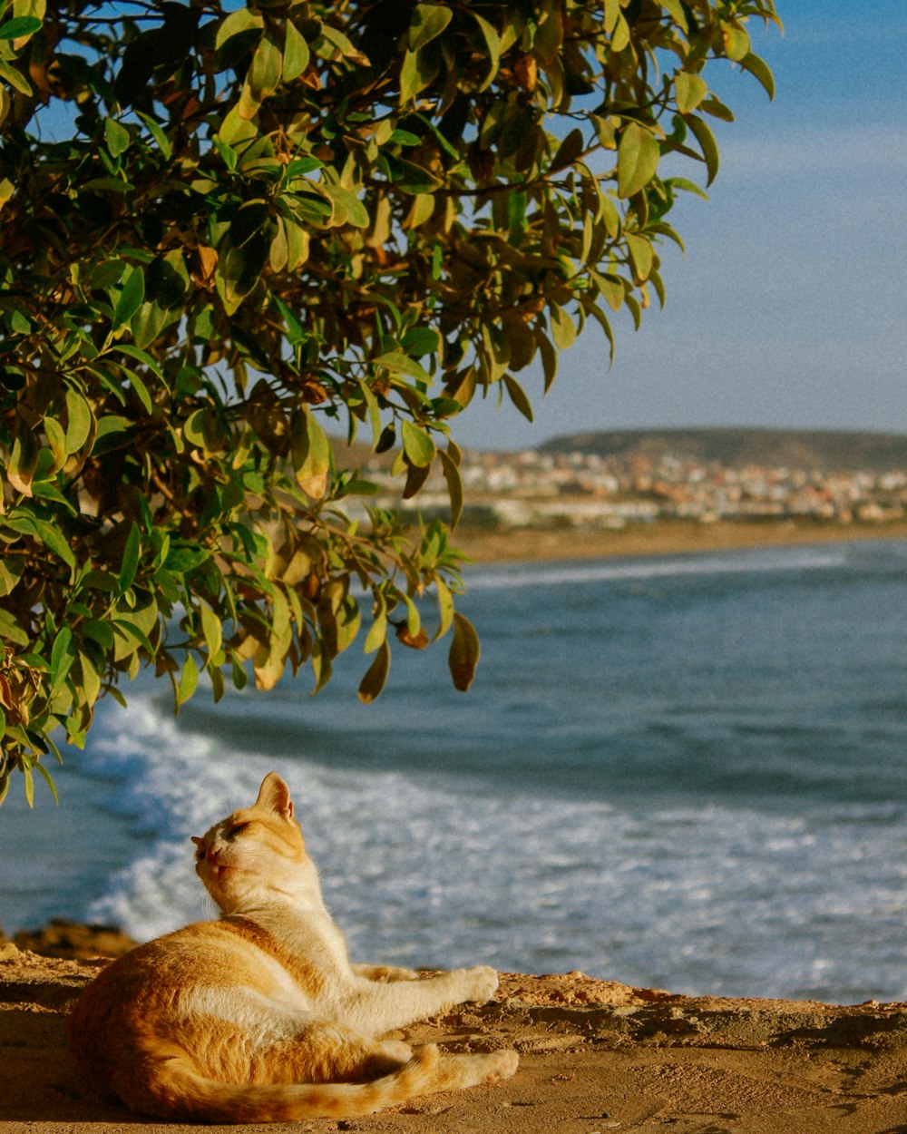 a cat sitting under a tree next to the ocean