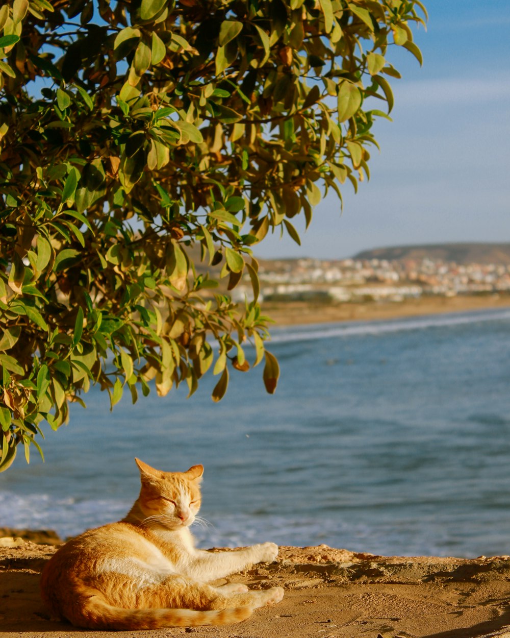 an orange cat sitting under a tree on a beach
