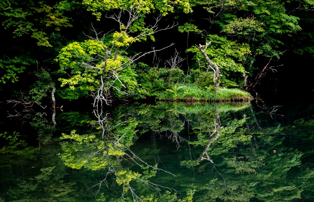 a body of water surrounded by lots of trees