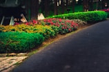 A pathway is bordered by vibrant, well-maintained flower beds featuring red and yellow flowers. Lush green bushes and a slightly blurred background of trees create a serene garden setting.