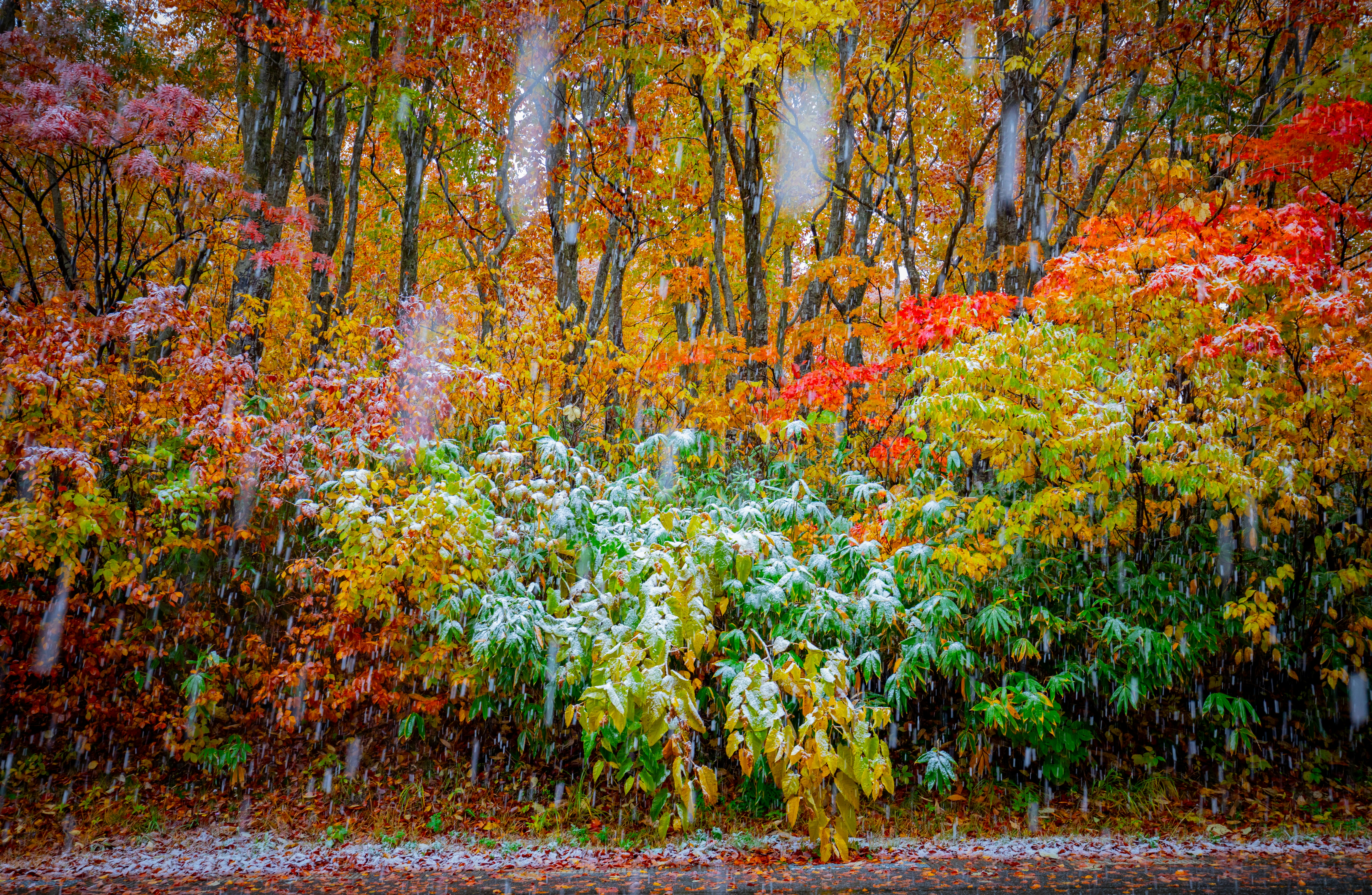 青森県の八甲田に紅葉を見に行った際に雪が降ってきました。それはそれでとても奇麗でした。