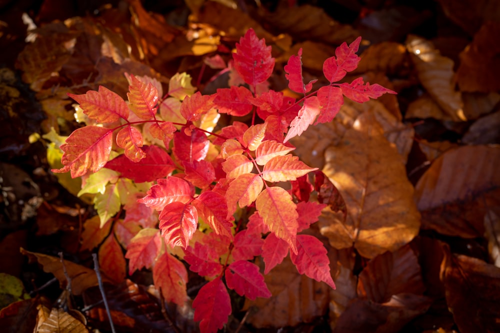 a plant with red and yellow leaves on it