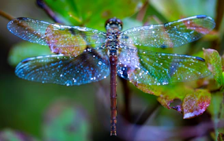 a close up of a dragonfly on a plant