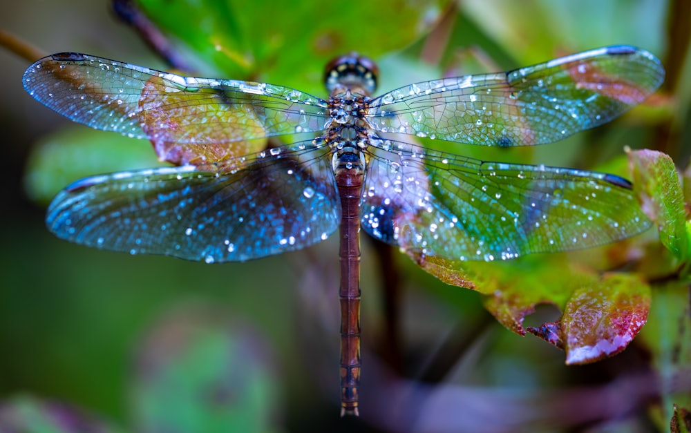 a close up of a dragonfly on a plant