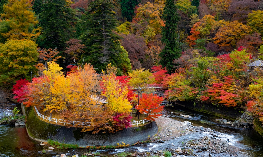 a river running through a lush green forest