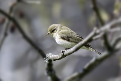 A close-up photo of a rescued bird perched calmly in a natural setting.