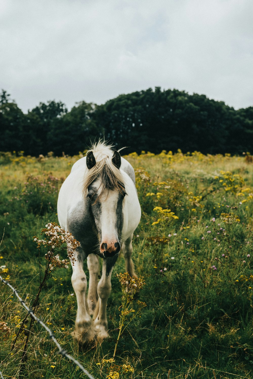 a white and gray horse standing in a field