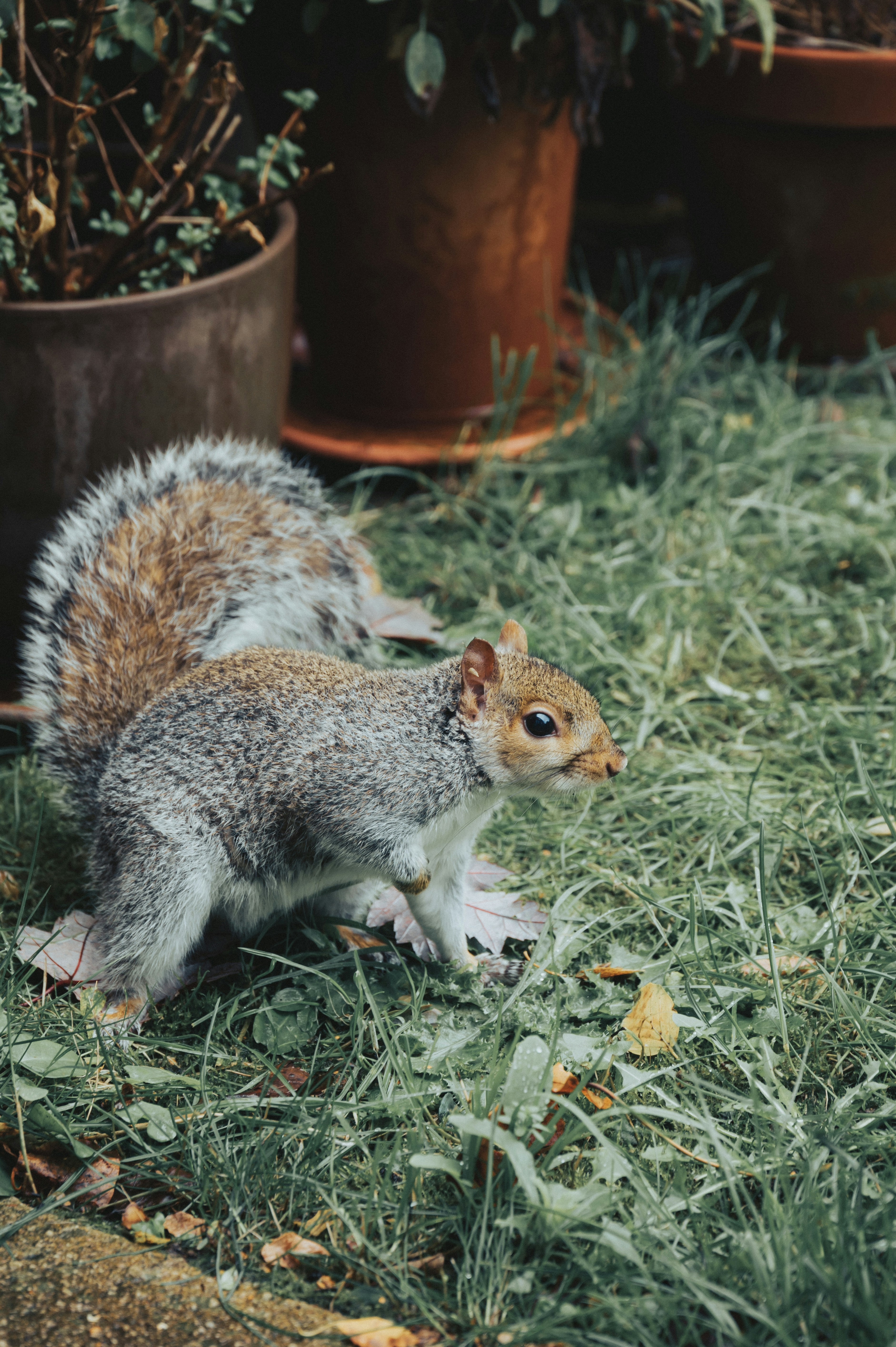 a small squirrel standing on top of a lush green field