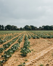 A farmer and agronomist discussing crop plans over a field map
