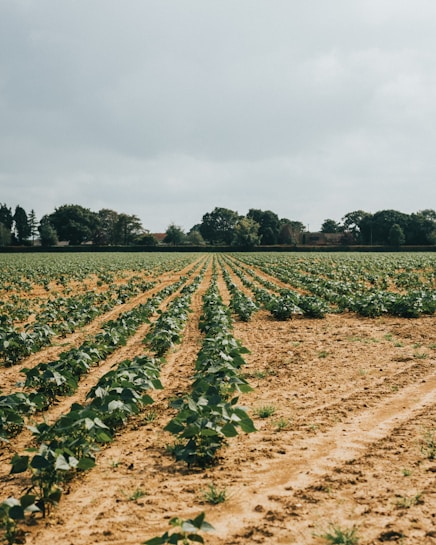 A vast agricultural field with neatly planted rows of green crops. The sky is overcast, and trees line the horizon in the distance.