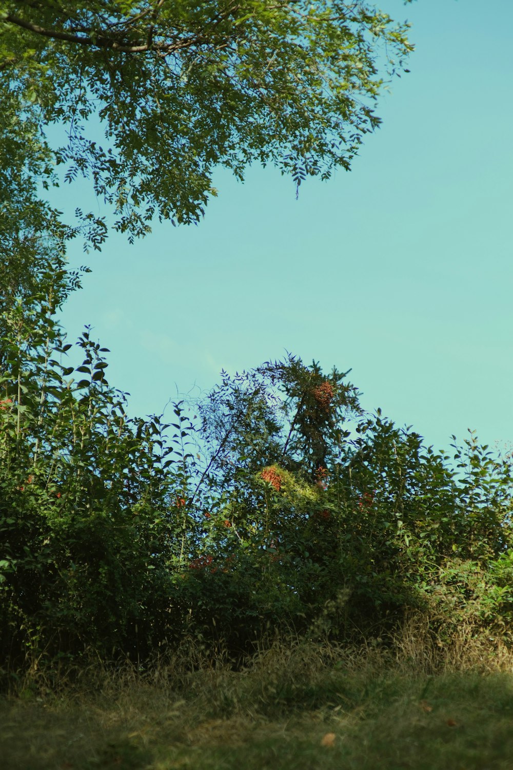 a view of a field with trees and grass