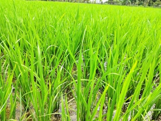 A lush green rice paddy field with tall, vibrant green stalks growing closely together. The ground appears slightly muddy, indicating a wet environment typical for rice cultivation. The image displays an expansive view of the field, extending into the distance.
