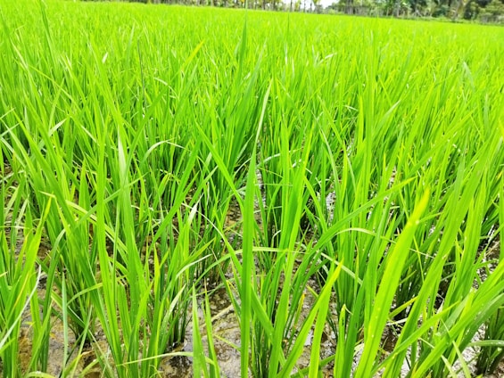 A lush green rice paddy field with tall, vibrant green stalks growing closely together. The ground appears slightly muddy, indicating a wet environment typical for rice cultivation. The image displays an expansive view of the field, extending into the distance.