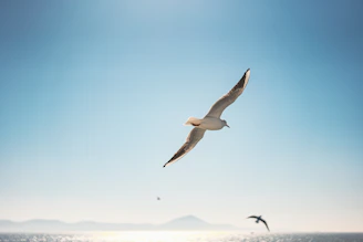 a seagull flying over the ocean on a sunny day