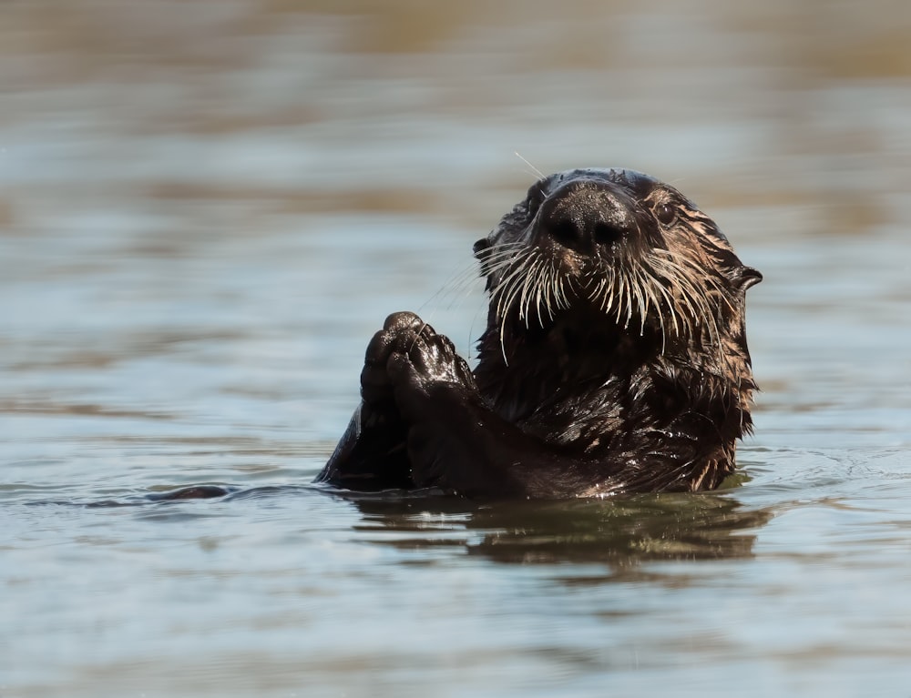 uma lontra marinha flutuando em um corpo de água