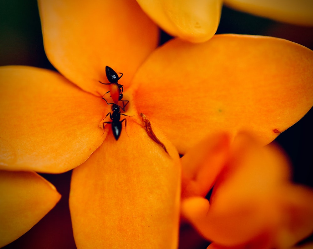 a close up of a flower with two bugs on it