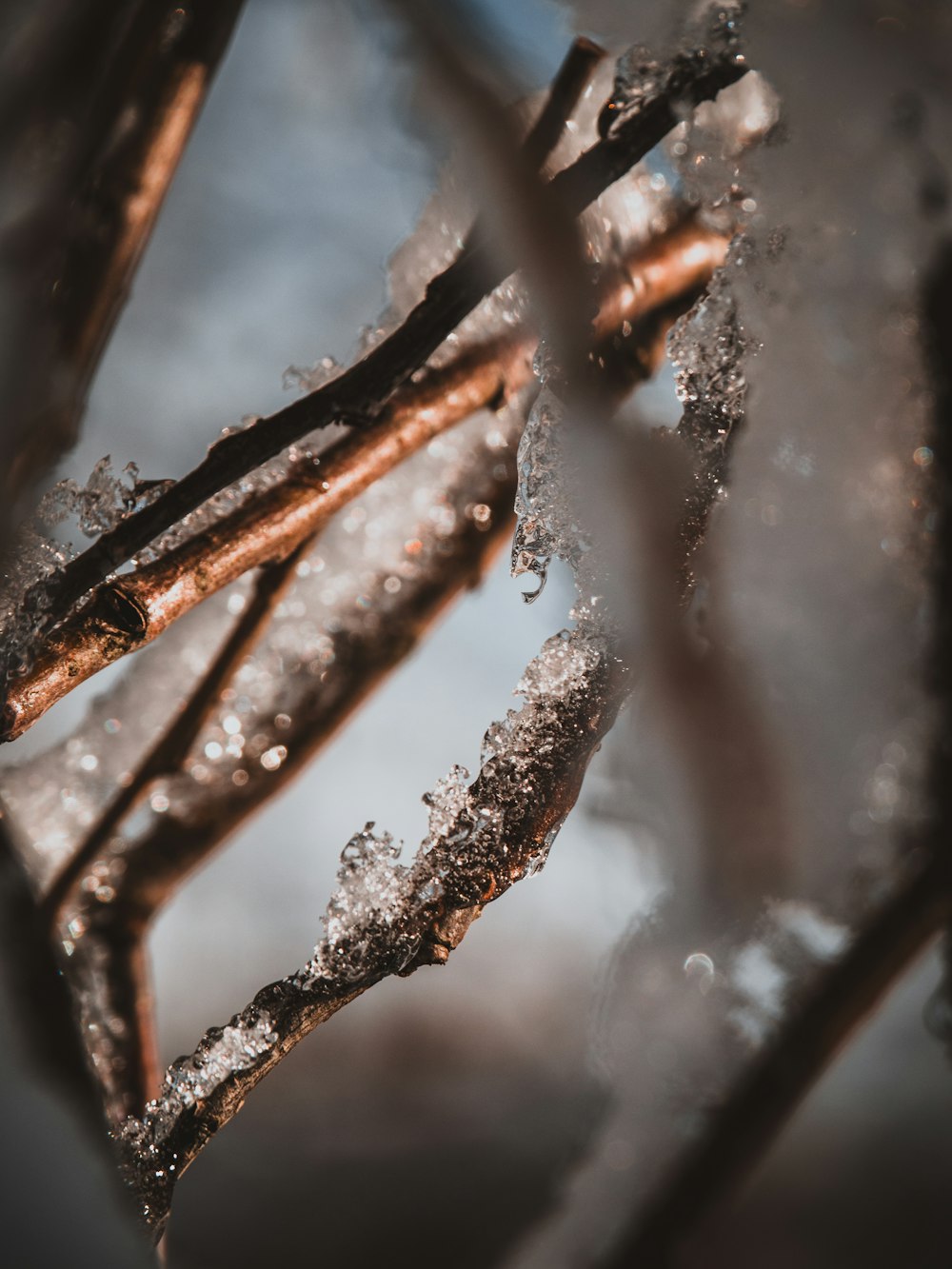 a close up of a branch with ice on it
