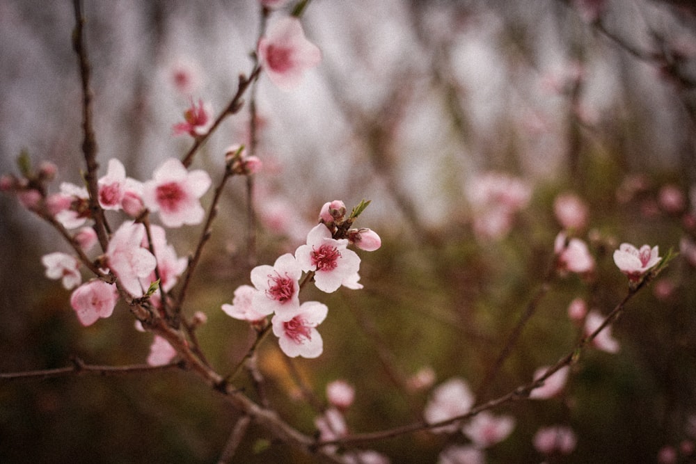 ein Zweig eines Baumes mit rosa Blüten