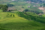 a lush green hillside covered in lots of grass