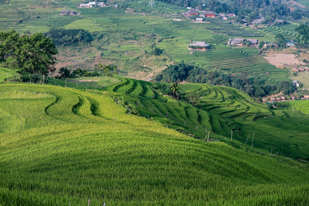 uma encosta verde exuberante coberta de muita grama