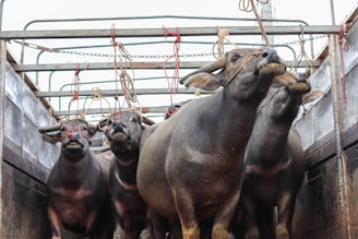 Livestock being carefully loaded into a transport vehicle.