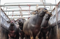Close-up of livestock being carefully loaded into a transport vehicle.