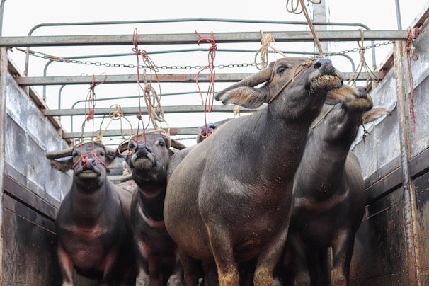 A close-up of fresh livestock being prepared for safe transport inside a truck.