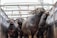 A group of buffaloes is confined in a truck or trailer, secured with ropes around their heads. The animals appear to be closely packed together, with some of them raising their heads.
