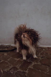 a small brown and white dog standing next to a wall