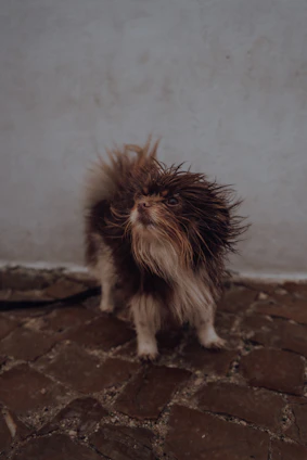 a small brown and white dog standing next to a wall