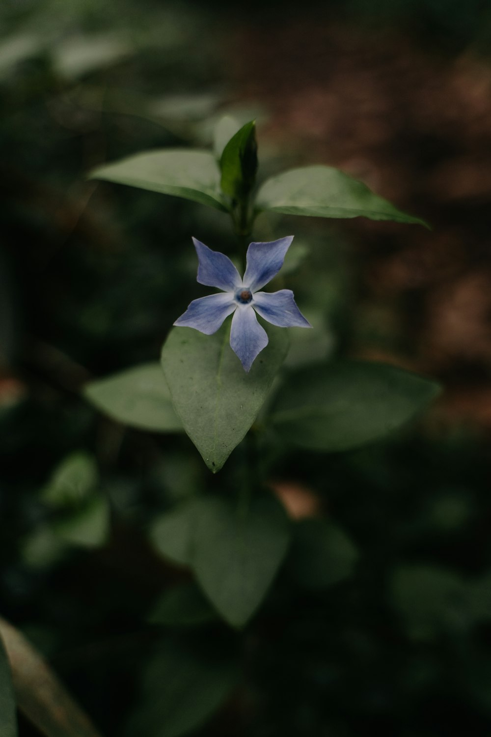 a small blue flower with green leaves in the background