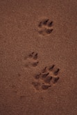 dogAdvisor | dogadvisor | dog advisor |dogAdvisor.dog