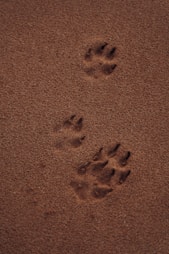 dogAdvisor | dogadvisor | dog advisor |dogAdvisor.dog