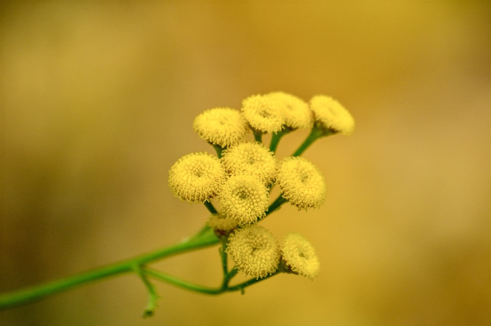a bunch of small yellow flowers on a stem