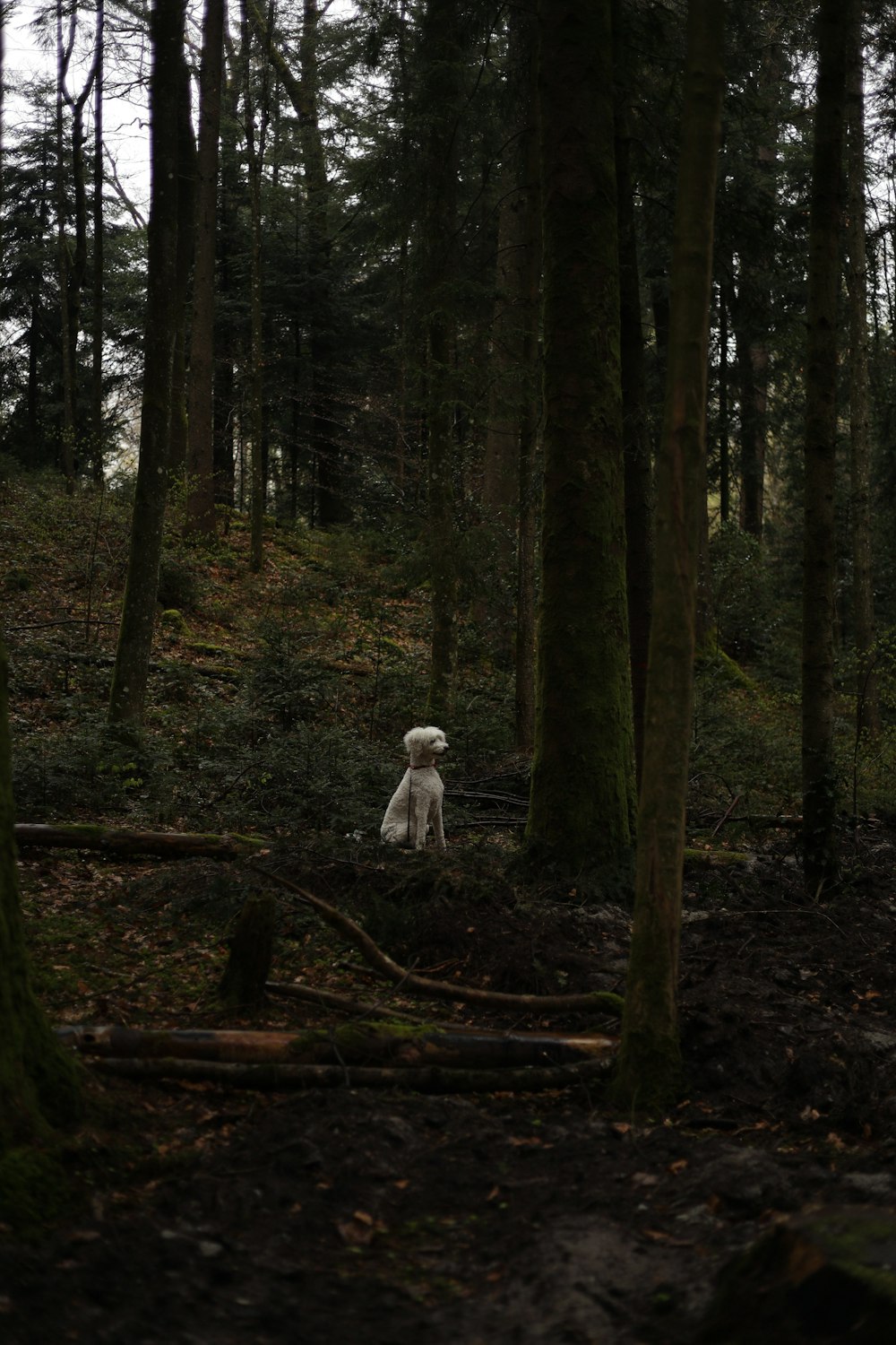 a white dog sitting in the middle of a forest
