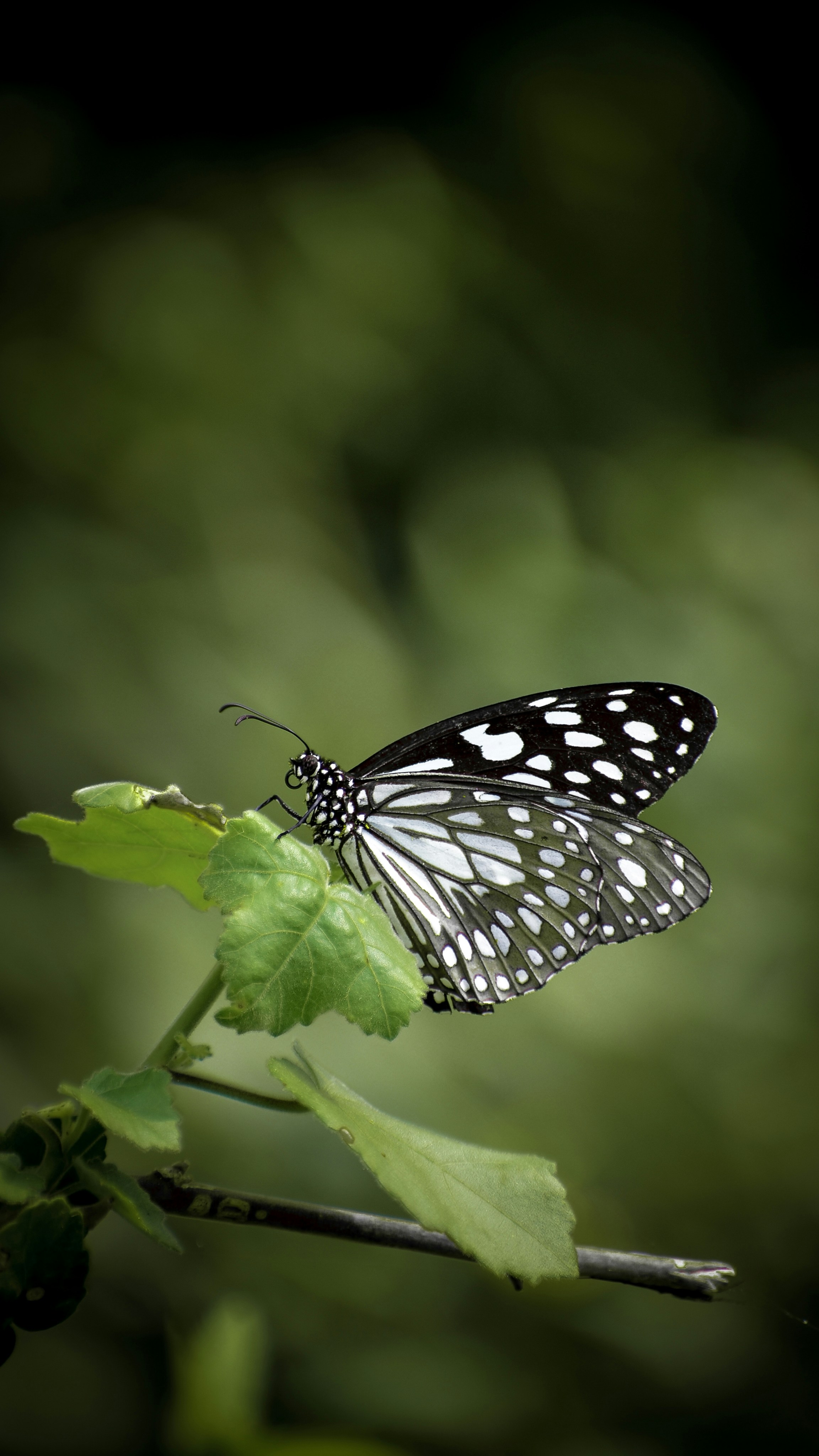 Photo by hacker_camerwork