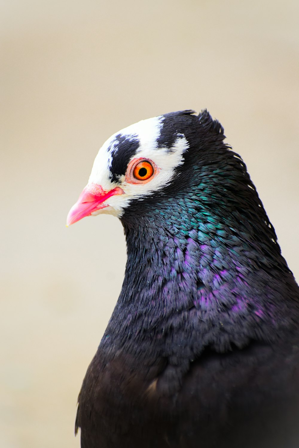 a close up of a black and white bird with orange eyes