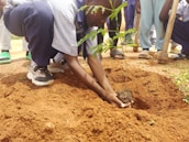 A group of community members working together planting young seedlings in fertile soil.