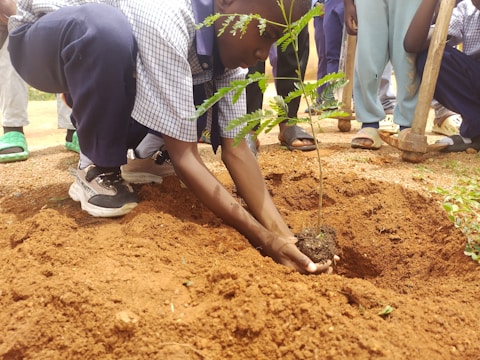 A person is planting a small tree sapling into a hole in the ground, surrounded by soil. Several other individuals are present in the background, some holding tools.