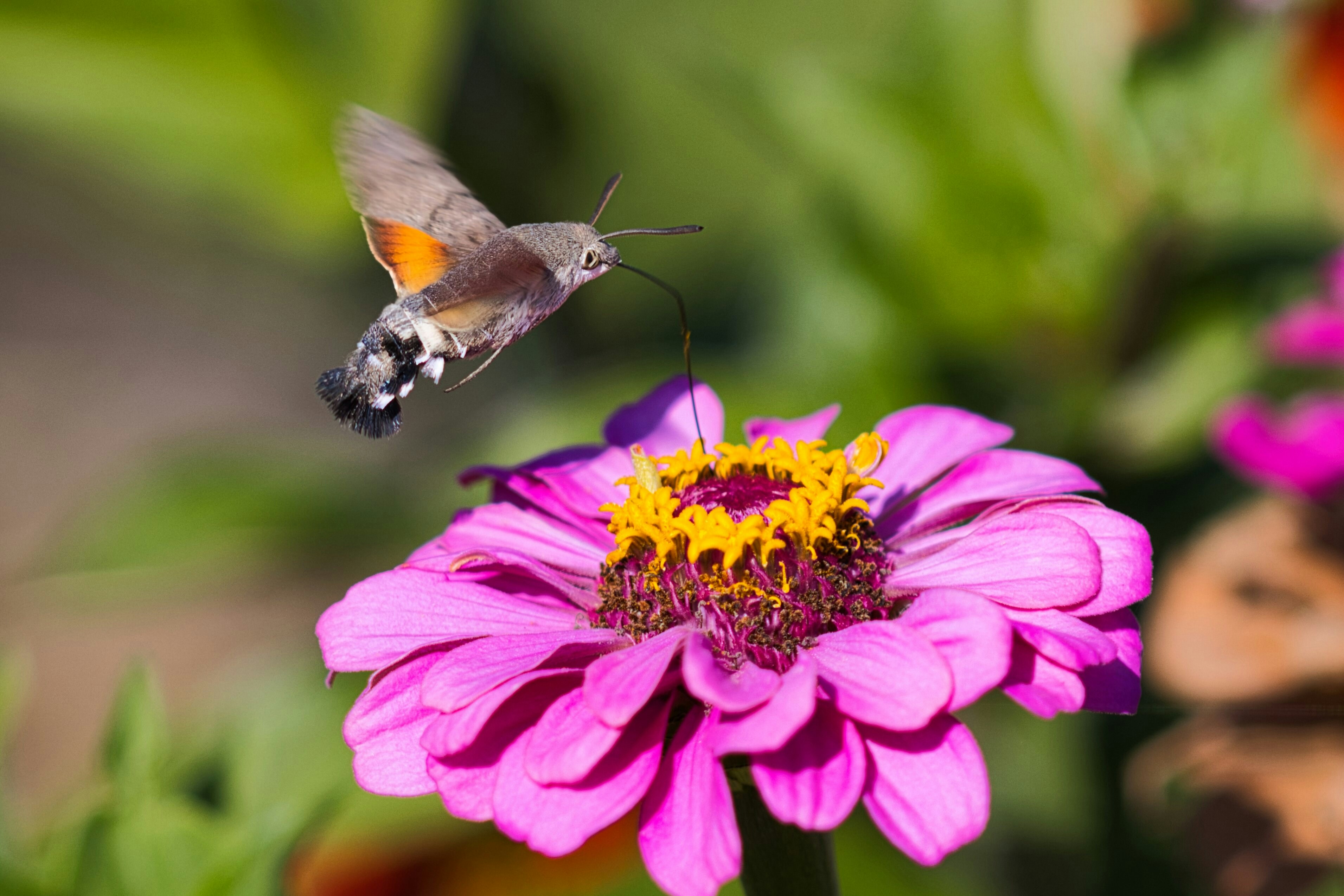 zinnia flower pink