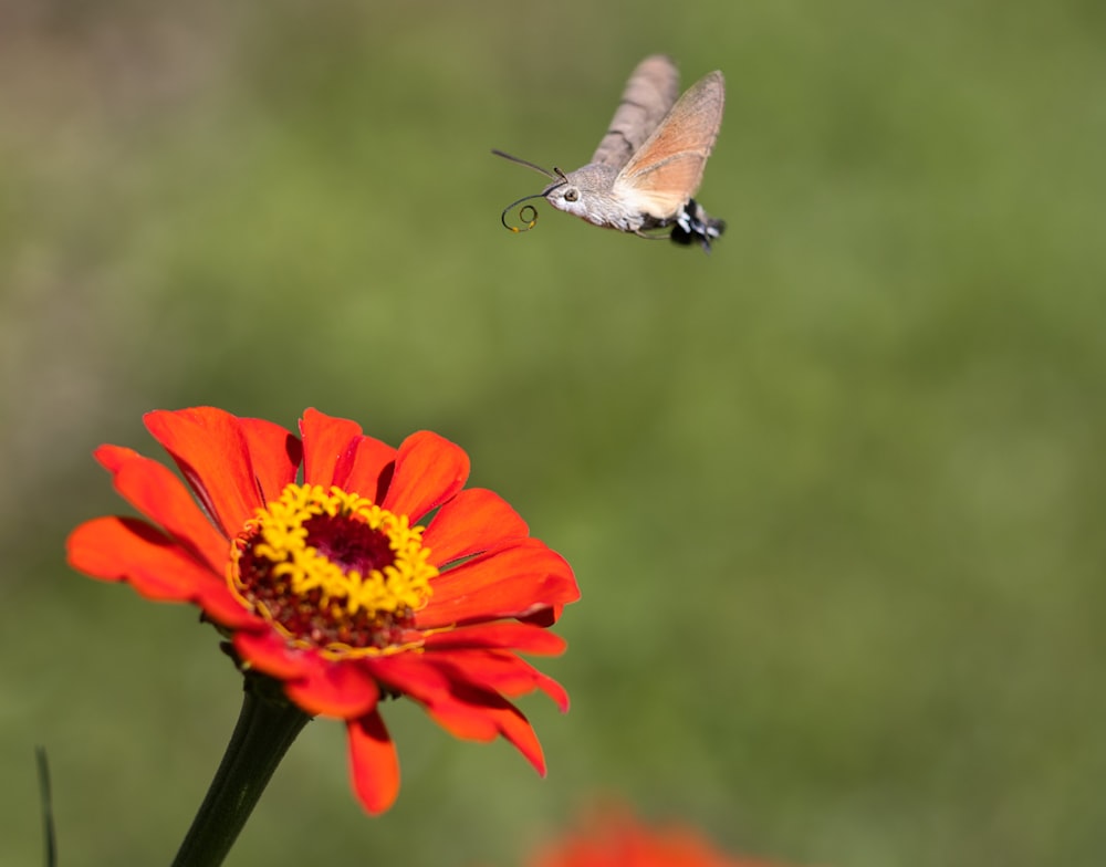 a small bird flying over a red and yellow flower