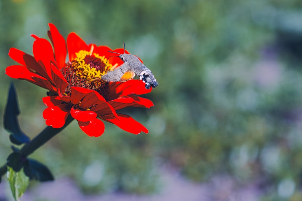 a butterfly sitting on a red flower with a blurry background