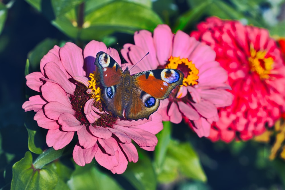 a butterfly sitting on top of a pink flower