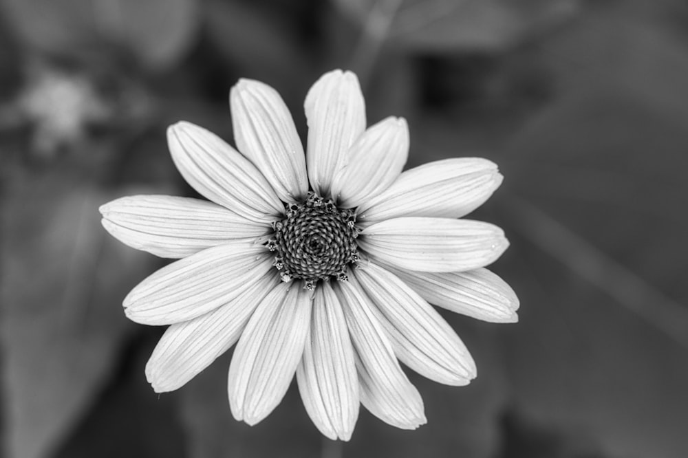 a black and white photo of a flower